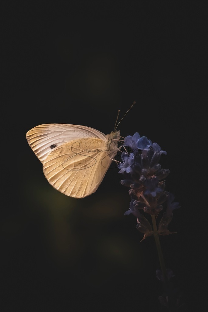 Weißling auf Lavendelblüte | Simone Sperber, svb-photography,Fotografin,Bilddesignerin,Naturfotografie,Macrofotografie,Tierfotografie,Wildtierfotografie,Ausstellungen,Auftragsfotografie,Kunst,Art,Photographer,Shootings,Bildberatbeitung,Galerie,Shop