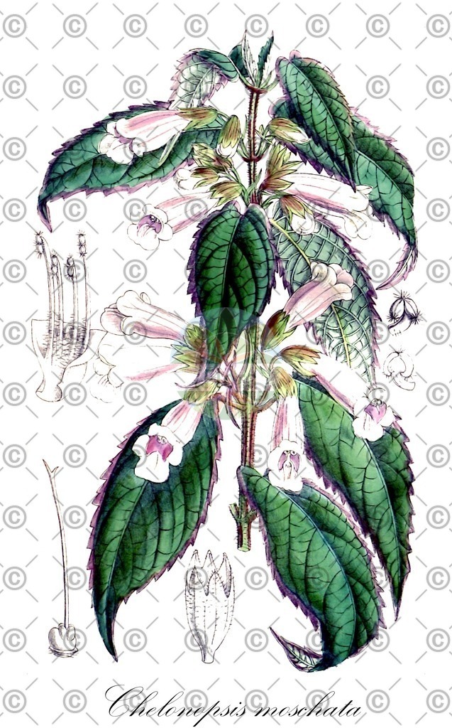 HistAbb_wfo-0000842927_1_ENZY_Simple | Historische Abbildung von Chelonopsis moschata - Lamiaceae | Historical Illustration of Chelonopsis moschata - Lamiaceae