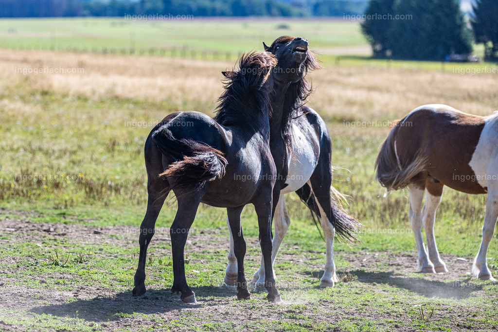 Islandhengste | Ingo Gerlach