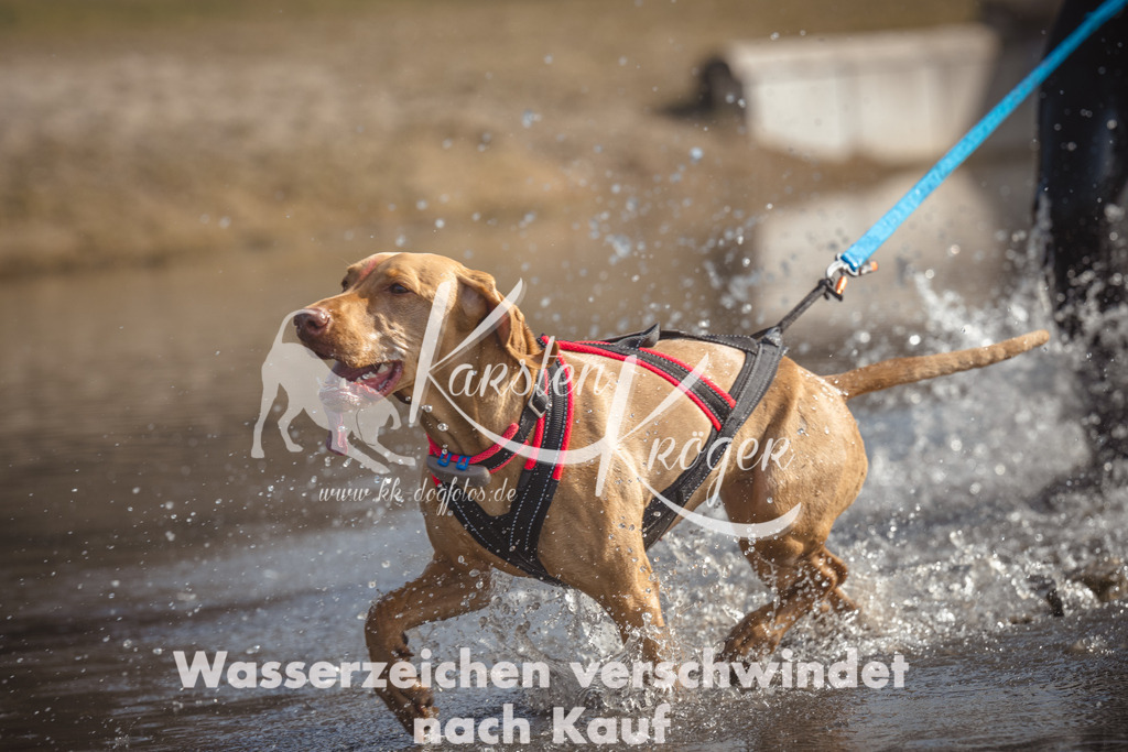 1135_ZZ95058 | kk-dogfotos