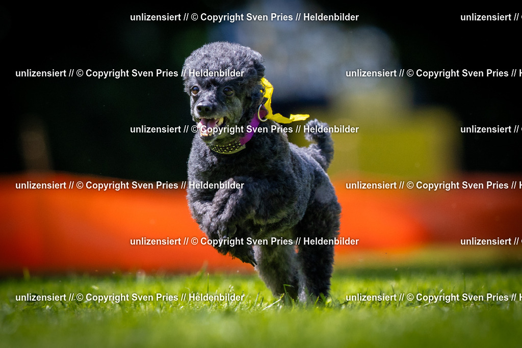 Sven Pries | 2025-08-10 - Hunderennen Durlach - Realisiert mit Pictrs.com