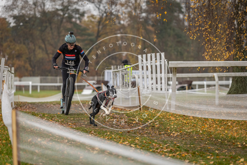CaniXpix_DV3A8545 | Hundefotografie, Tierfotograf, Pfotenfotografie, Fotoshooting Hund, Hunde Portrait, Hundesport, Hundeportraits, Heideshooting, Hunde, Sportfotograf, Hundefotograf, Turnierhundsport, THS,  - Realisiert mit Pictrs.com