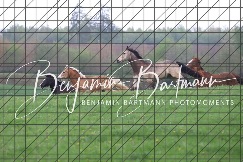 IMG_4274 | Benjamin Bartmann Photomoments