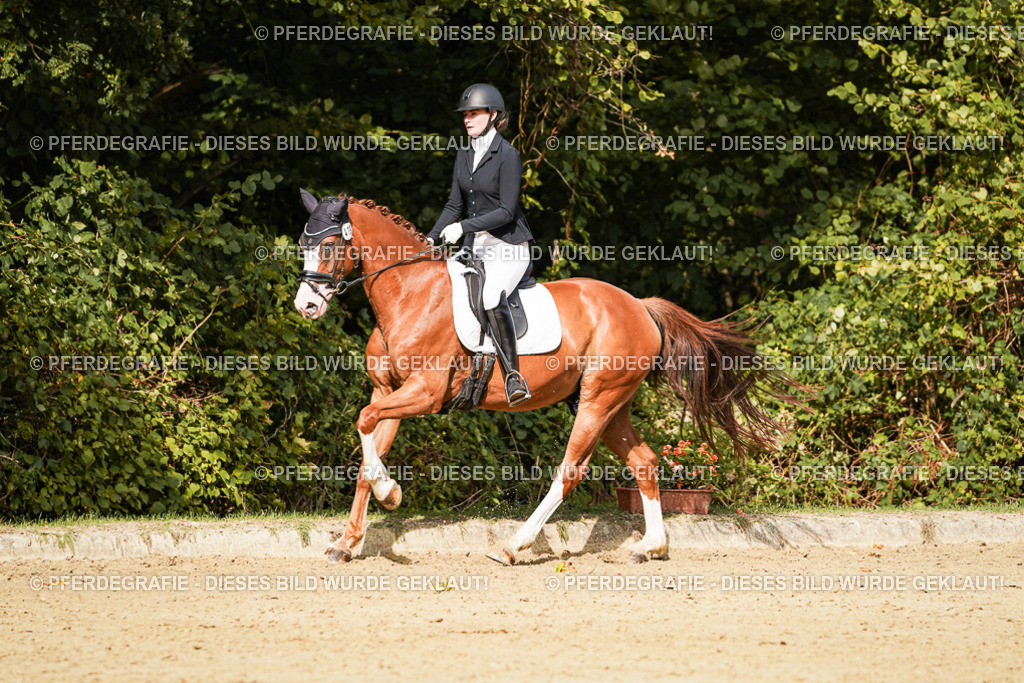 DSC03201 | Pferdegrafie