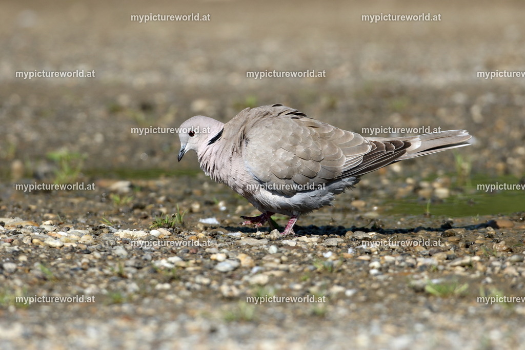 Türkentaube-026 | Das Bilderarchiv über Tiere, Planzen und Landschaften. In der Bilddatenbank finden Sie ein große Auswahl an hochwertigen Bilder für Ihre Werbung - Realized with Pictrs.com