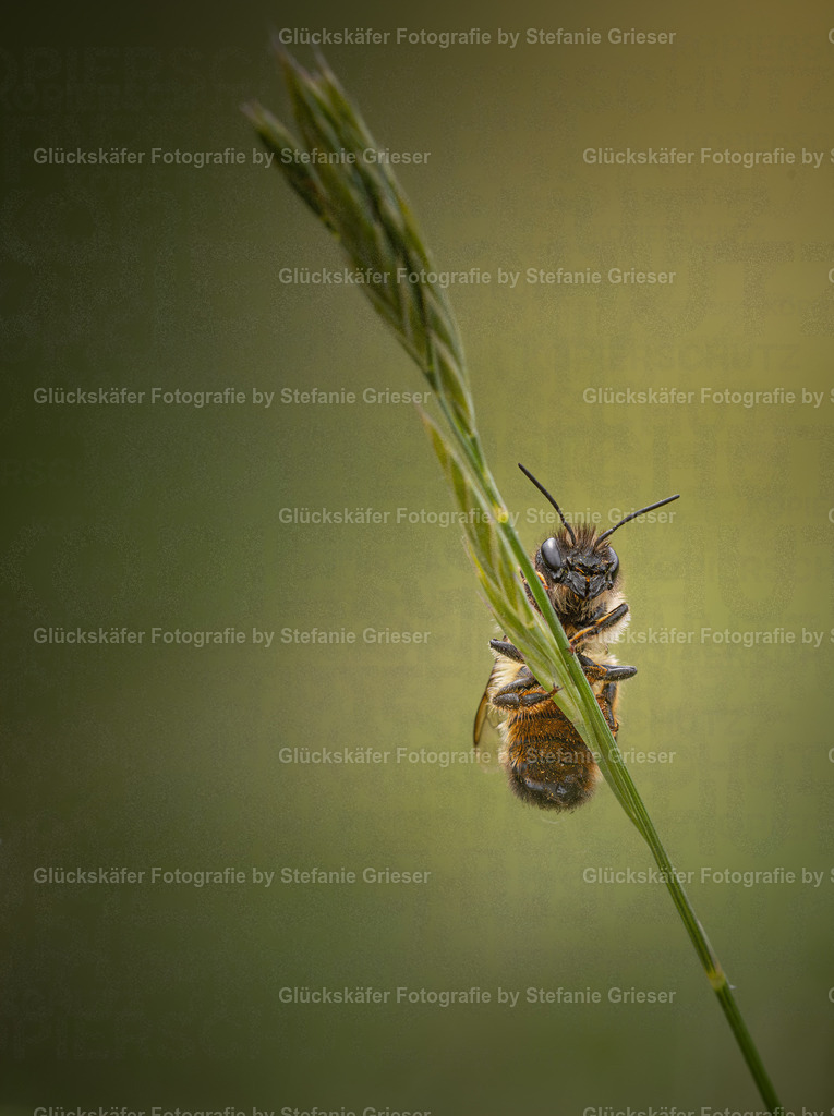 OQ0A7173 Kopie | Glückskäfer - Fotografie - Realisiert mit Pictrs.com
