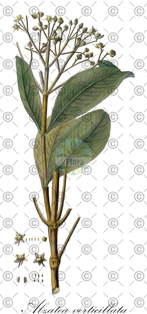 HistAbb_wfo-0000956932_1_ENZY_Simple | Historische Abbildung von Alzatea verticillata - Alzateaceae | Historical Illustration of Alzatea verticillata - Alzateaceae