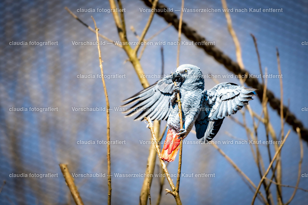 90_05.03.2022_Zoo_Michelle_Hannah_Carla_DSC_3964.jpg | 05.03.2022; Inland; Zuerich - Zoo Zuerich;
Graupapagei. Die grauen Vögel mit den charakteristisch roten Schwanzfedern sind bereits 2019 im Zoo eingezogen
(Claudia Minder/claudia-fotografiert)
