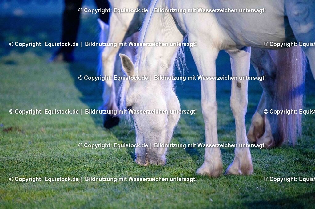 20250606_Lange-Pferdenacht_1081 | Foto: Thomas Hartig