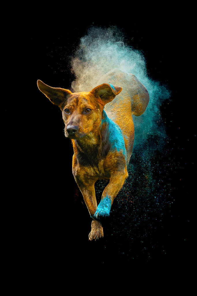 allesWIRTHgut Tierfotografie - 7IV03057-Bearbeitet | Professionelle Tierfotografie in Mönchengladbach von Daniel Wirth (allesWIRTHgut). Liebevolle & natürliche Bilder von Hunden & Katzen für unvergessliche Erinnerungen.