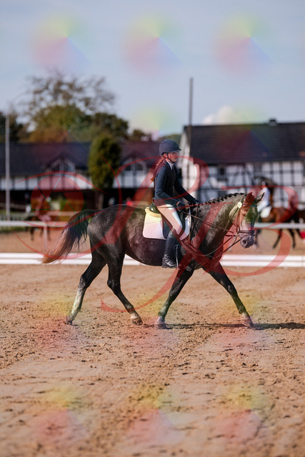 2026_10_03_Siefer-Hof_120334_Z81_05132654 | Professionelle Reitsport-, Turnier- und Eventfotografie von Robert Broda. Galerien mit ausgewählten und bearbeiteten Bildern direkt online ansehen und bestellen.