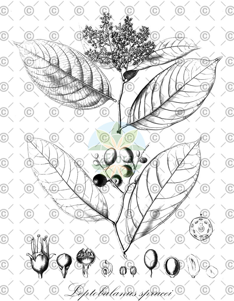 HistAbb_wfo-1000039353_1_ENZY_Simple | Historische Abbildung von Leptobalanus sprucei - Chrysobalanaceae | Historical Illustration of Leptobalanus sprucei - Chrysobalanaceae
