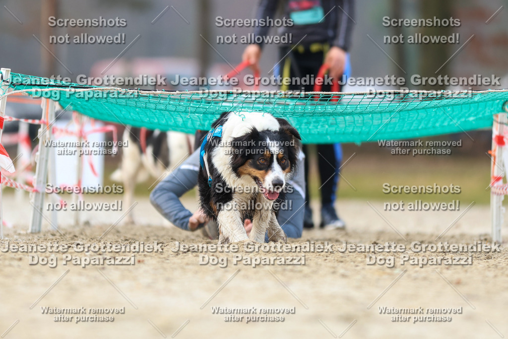 Dog Paparazzi - Strongdog North Mrz26-4166 | Dog Paparazzi Jeanette Grottendiek Fotografie & Videografie - Realisiert mit Pictrs.com