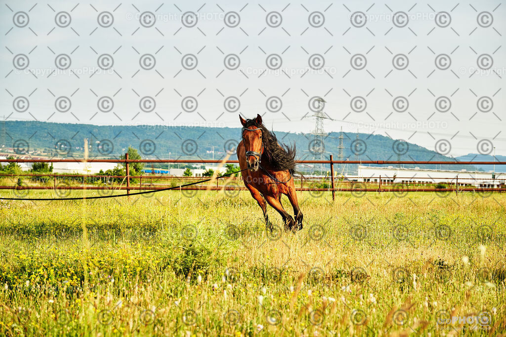 302_202406_Niki-Herodes_NZ9_0256 | proPHOTO - Realisiert mit Pictrs.com