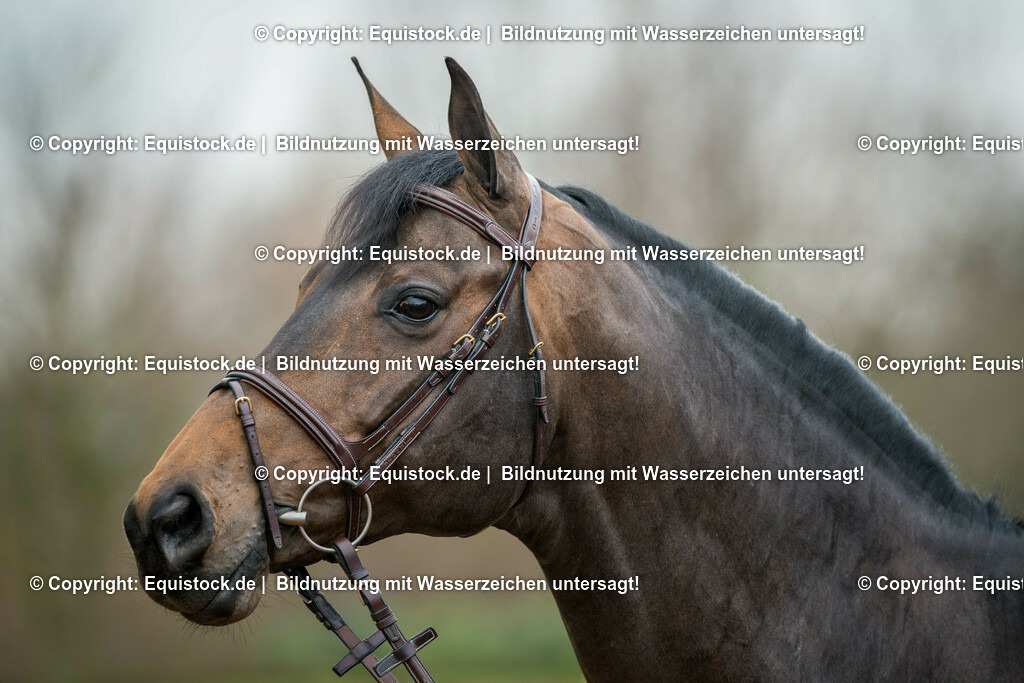 20160226_Codex_One_0002 | equistock