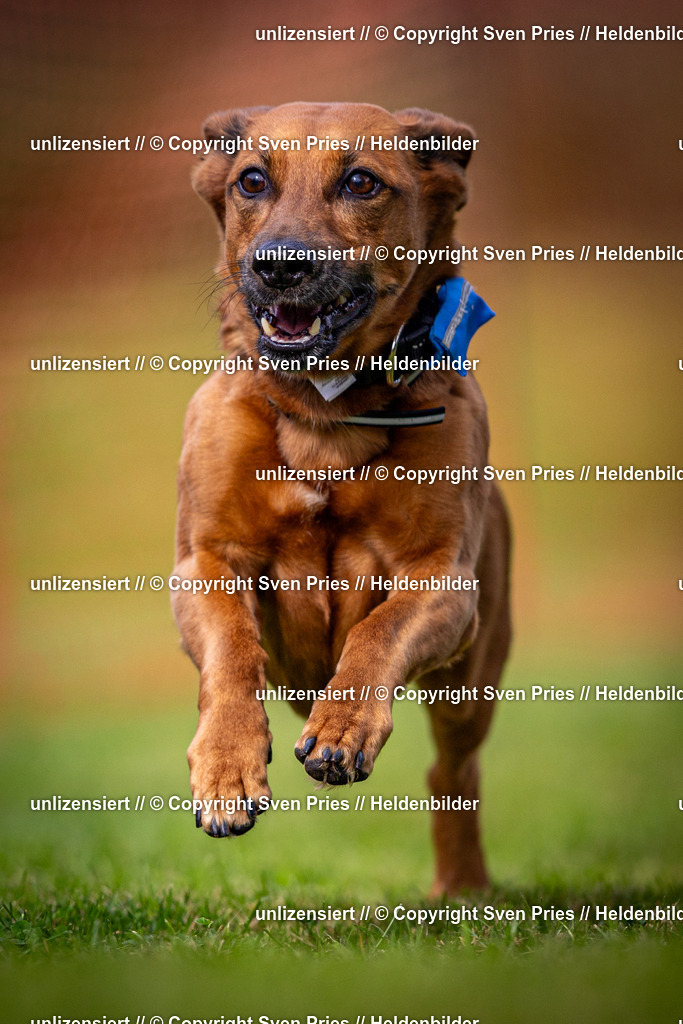 Sven Pries | 2024-09-22 - Hunderennen Baden-BadenPudelverein - Realisiert mit Pictrs.com