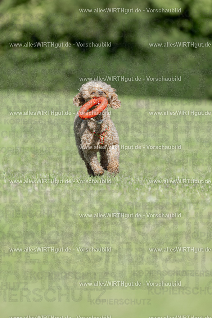 Hundeschwimmen_Volksbad_2026-allesWIRTHgut_Tierfotografie-2609061109-101910-7R509438 | Professionelle Tierfotografie in Mönchengladbach von Daniel Wirth (allesWIRTHgut). Liebevolle & natürliche Bilder von Hunden & Katzen für unvergessliche Erinnerungen.