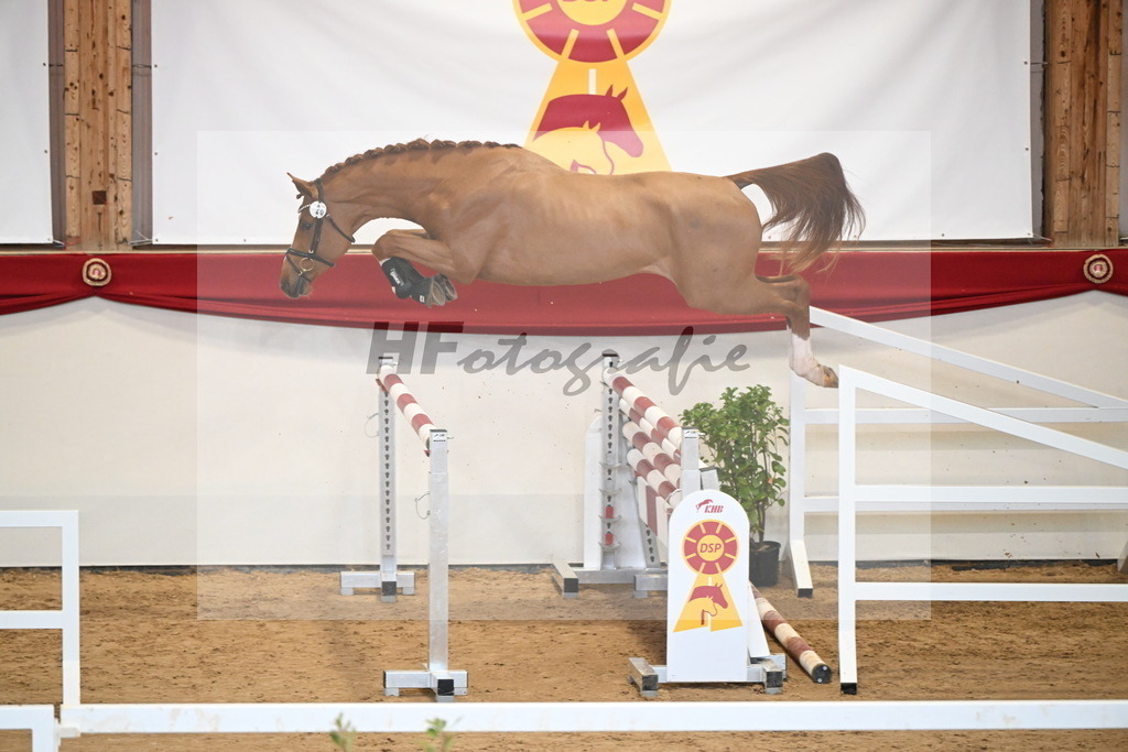 Kat.-Nr. 26 v. Emerald van het Ruytershof_Schep_2251161 | hf-fotografie - Realisiert mit Pictrs.com