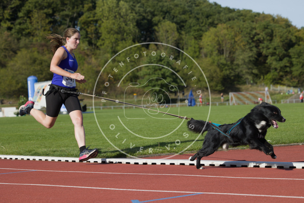 0L8A9591 | Hundefotografie, Tierfotograf, Pfotenfotografie, Fotoshooting Hund, Hunde Portrait, Hundesport, Hundeportraits, Heideshooting, Hunde, Sportfotograf, Hundefotograf, Turnierhundsport, THS,  - Realisiert mit Pictrs.com