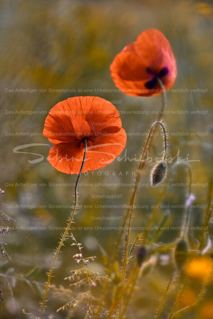 Wandbild Mohnblume | People- und Tierfotografie, Imageaufnahmen, Veranstaltungsfotografie und Wandbilder aus der Natur ★ Made in Germany ✔️ Druck + Downloads ✔️ Naturfotografie in Top Qualität ★ schneller Versand, weltweite Lieferung! - Realisiert mit Pictrs.com