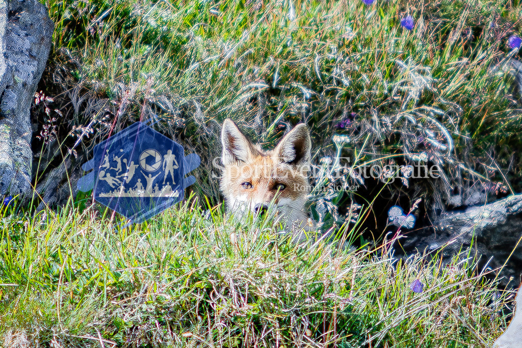 IMAG1066 | SportEventFotografie - Roman Stoiber