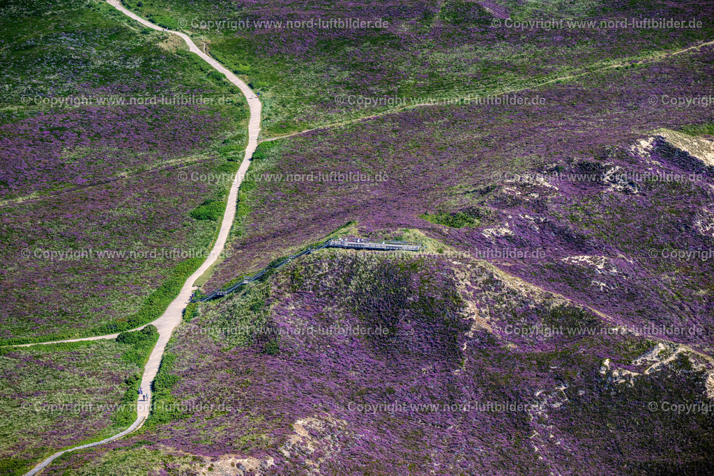 Sylt_Kampen_Uwe_Düne_Aussichstplattform_Heide_Blüte_ELS_6374130825 | KAMPEN (SYLT) 13.08.2025 Aussichtsplattform " Düne Uwe " in der Heide-Landschaft Kampen (Sylt) auf der Insel Sylt im Bundesland Schleswig-Holstein, Deutschland. // Observation platform "Duene Uwe" in the heath landscape of Kampen (Sylt) on the island of Sylt in the federal state of Schleswig-Holstein, Germany. Foto: Martin Elsen
