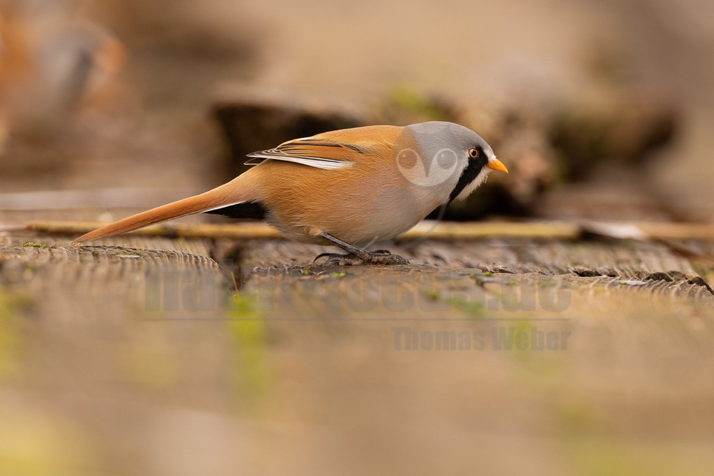 R5NF9733_20241017 | Das Bild zeigt eine männliche Bartmeise (Panurus biarmicus) in Nahaufnahme. Der Vogel sitzt auf einer leicht bemoosten, horizontalen Oberfläche. Das Gefieder des Vogels ist überwiegend orange-braun, mit einem grauen Kopf und einem markanten schwarzen Bartstreif, der für das Männchen typisch ist. Der Schnabel ist leuchtend gelb. Die Bartmeise scheint aufmerksam und in ihrer natürlichen Umgebung zu interagieren. - Realisiert mit Pictrs.com
