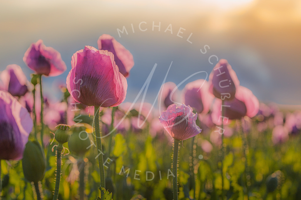 2025-05-20 2025-05-20 Erlenbacher Oelmuehle Mohnblumen 216 | Schwotte Media - Realisiert mit Pictrs.com