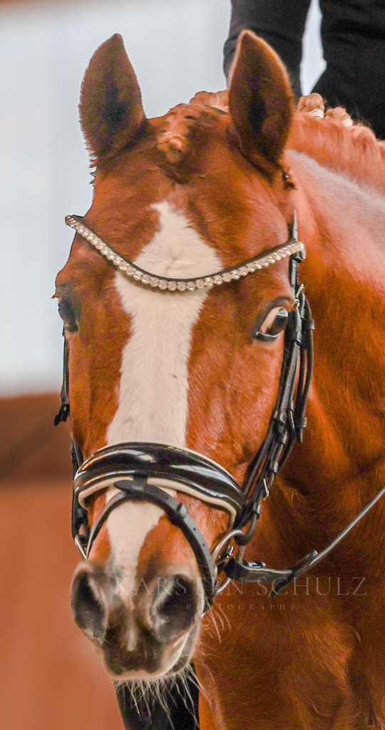 1B3A6596 | Karsten Schulz - Photography