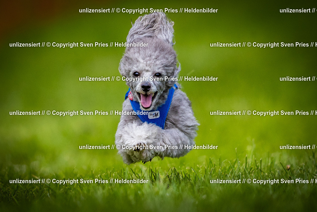 Sven Pries | 2025-04-13 - Hunderennen Baden-Baden - Realisiert mit Pictrs.com