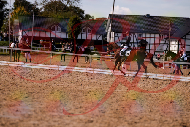 2026_10_03_Siefer-Hof_133144_Z81_86230764 | Professionelle Reitsport-, Turnier- und Eventfotografie von Robert Broda. Galerien mit ausgewählten und bearbeiteten Bildern direkt online ansehen und bestellen.