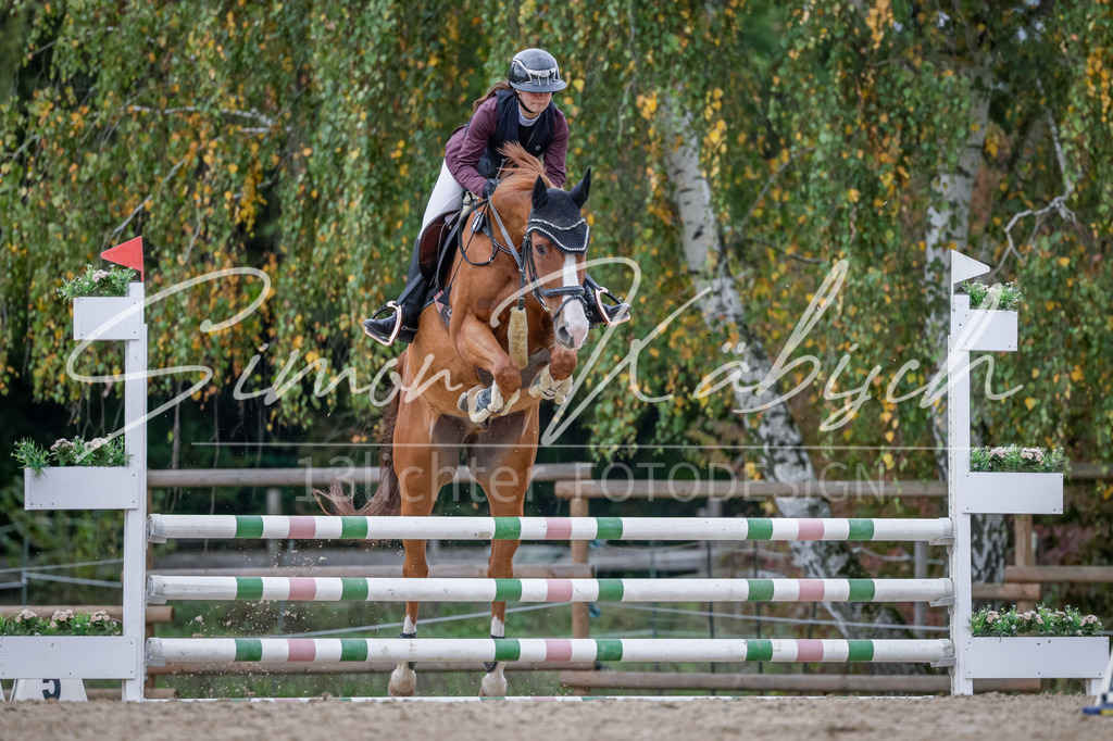 20251012-_3LI3837 | Tierfotografie Pferde, Hunde, Katzen, Haustiere.
Turnierfotografie Reitturniere, Reiten, Springreiten, Dressur in Hanau, dem Main-Kinzig-Kreis und dem Rhein-Main- Gebiet um Frankfurt