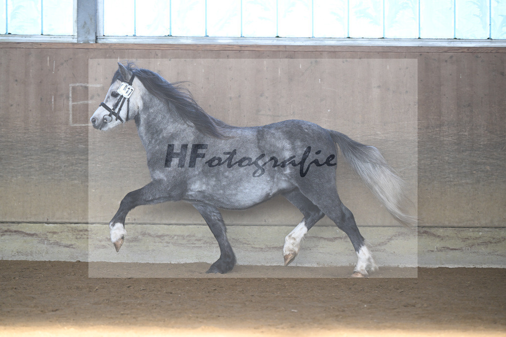 Kat-Nr. 17 Linderich Trudolfo v. Voermanhof Nicolas_ZG Seitle u Necker_49250735 | hf-fotografie - Realisiert mit Pictrs.com