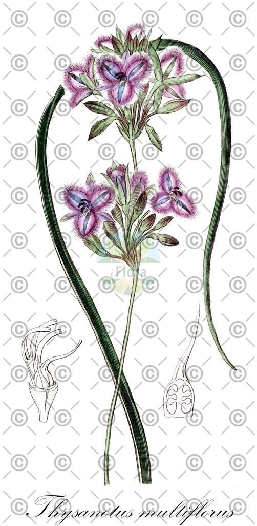 HistAbb_wfo-0000459230_1_ENZY_Simple | Historische Abbildung von Thysanotus multiflorus - Asparagaceae | Historical Illustration of Thysanotus multiflorus - Asparagaceae