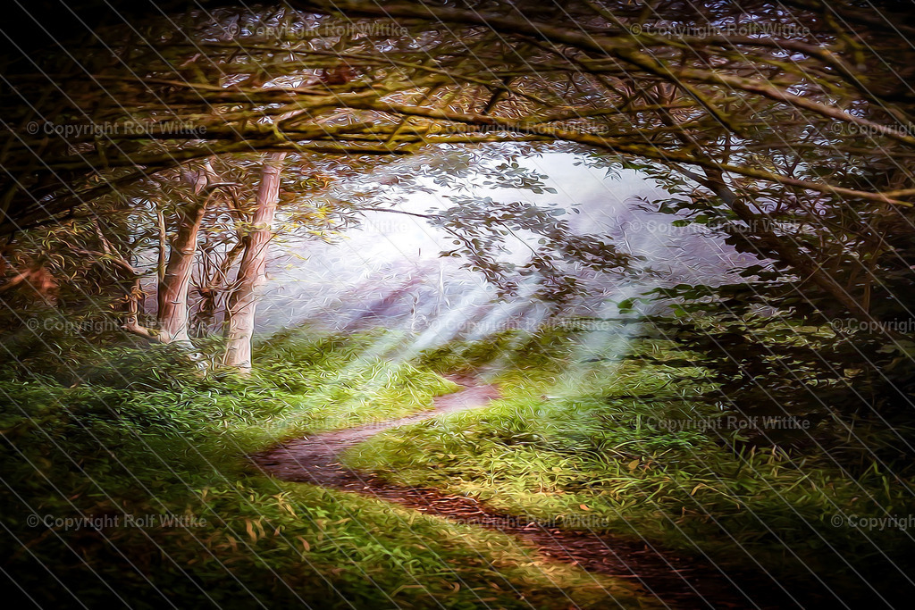 lichtung1 | im Wald auf einer Lichtung - Realisiert mit Pictrs.com