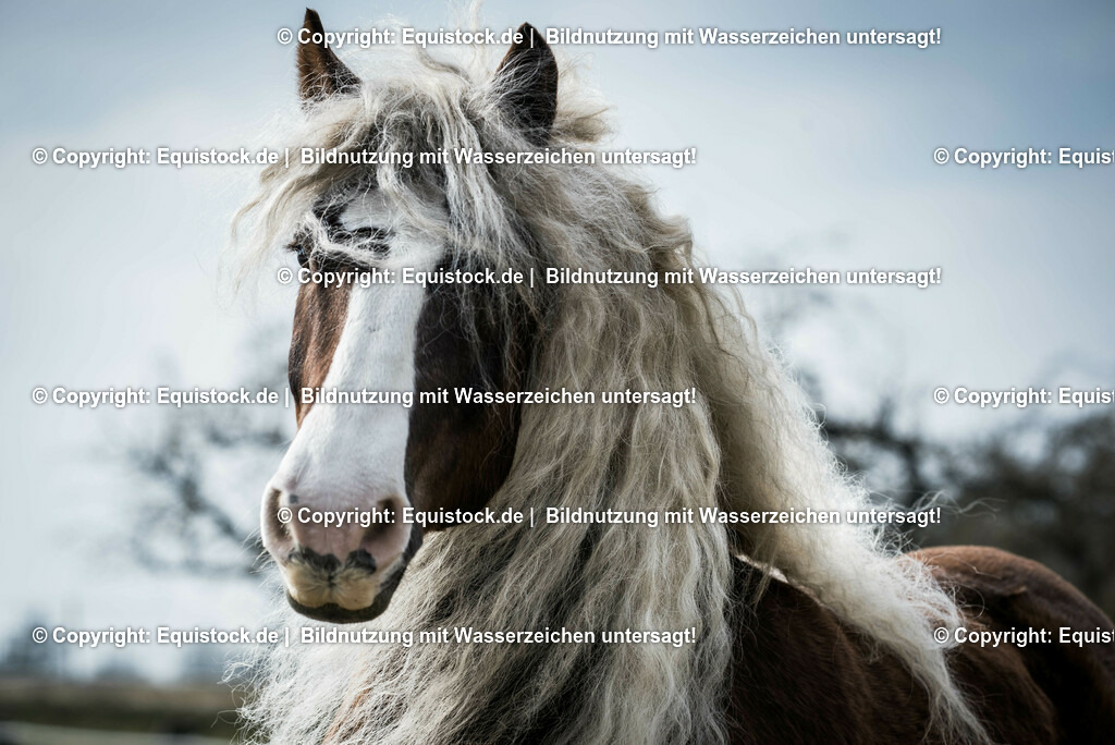 20150313_TOMsPiC_0046 | equistock