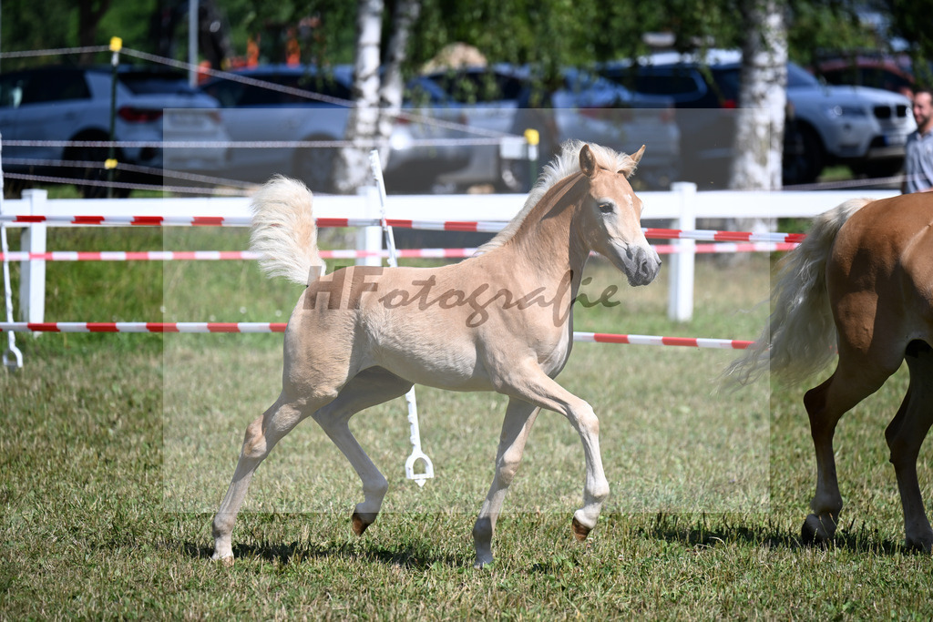 Kat-Nr.  3 SF v. Starkwind x Strippoker_Weber_22250055 | hf-fotografie - Realizzato con Pictrs.com