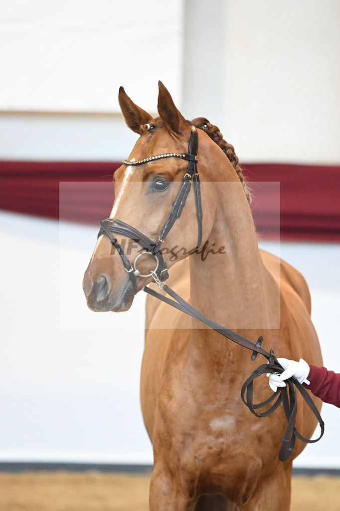 Kat-Nr. 56 v. Vivaldos_Fischer_66220834 | hf-fotografie - Realisiert mit Pictrs.com