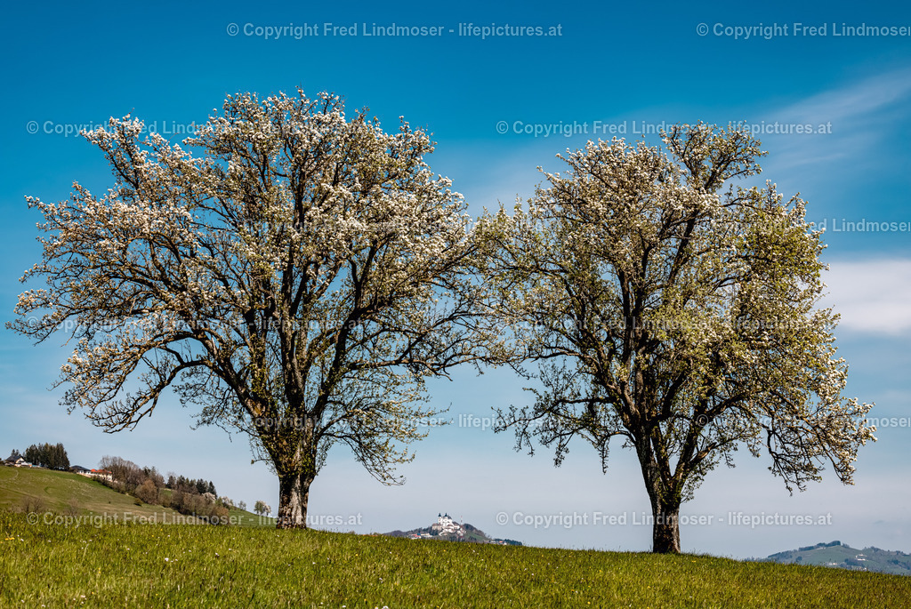 Birnbaumblute Mostviertel 28042021-3302 | Fotos und Fotoprodukte - Realisiert mit Pictrs.com