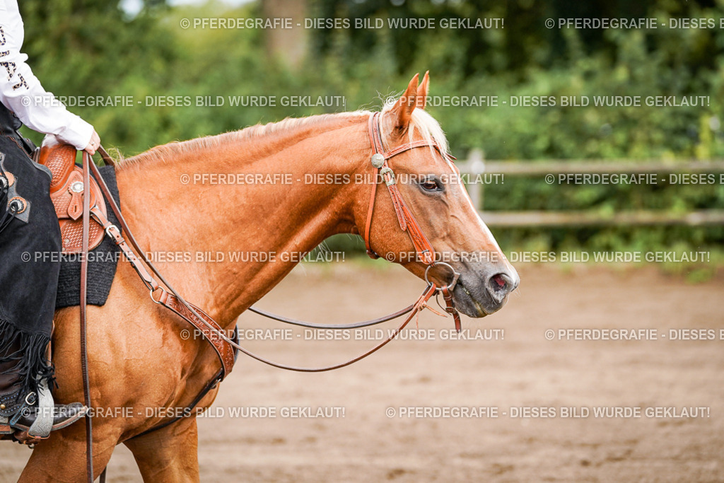 DSC06841 | Pferdegrafie