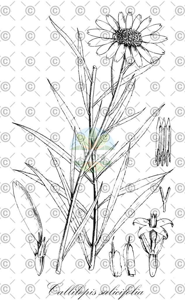 HistAbb_wfo-0000580572_1_ENZY_Simple | Historische Abbildung von Callilepis salicifolia - Asteraceae | Historical Illustration of Callilepis salicifolia - Asteraceae