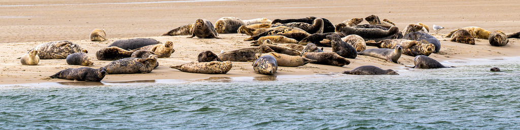Seehunde und Kegelrobben auf einer Sandbank vor Texel: Naturerlebnis im Wattenmeer | Eine große Gruppe von Seehunden und Kegelrobben ruht auf einer freiliegenden Sandbank im Wattenmeer vor der niederländischen Nordseeinsel Texel. Die Meeressäuger nutzen die geschützte Sandbank zur Rast und Erholung mitten im Küstengewässer unter bedecktem Himmel. Hervorragend geeignet für redaktionelle Beiträge über die Heimische Tierwelt, Artenschutz, Nationalpark Wattenmeer, Sanfttourismus und Naturerlebnisse an der Nordsee. - Realisiert mit Pictrs.com