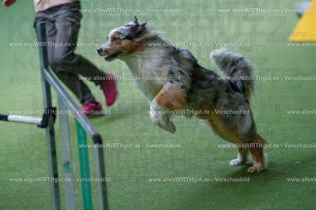 @allesWIRTHgut_Tierfotografie - www.allesWIRTHgut.de - 2604251212-7R501050 | Professionelle Tierfotografie in Mönchengladbach von Daniel Wirth (allesWIRTHgut). Liebevolle & natürliche Bilder von Hunden & Katzen für unvergessliche Erinnerungen.