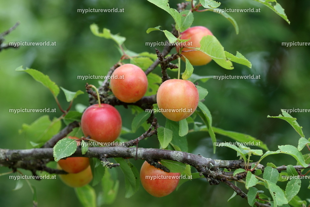 Kirschpflaume-001 | Das Bilderarchiv über Tiere, Planzen und Landschaften. In der Bilddatenbank finden Sie ein große Auswahl an hochwertigen Bilder für Ihre Werbung - Realisiert mit Pictrs.com