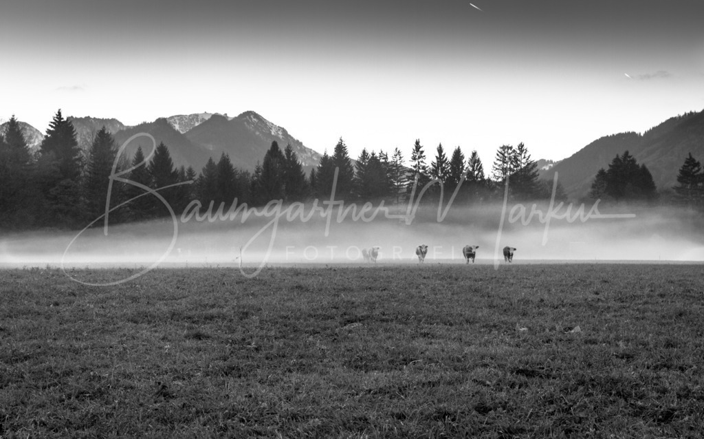 Nebelstimmung Grashof_20141026_1804290004 | Baumgartner Markus Fotografie
