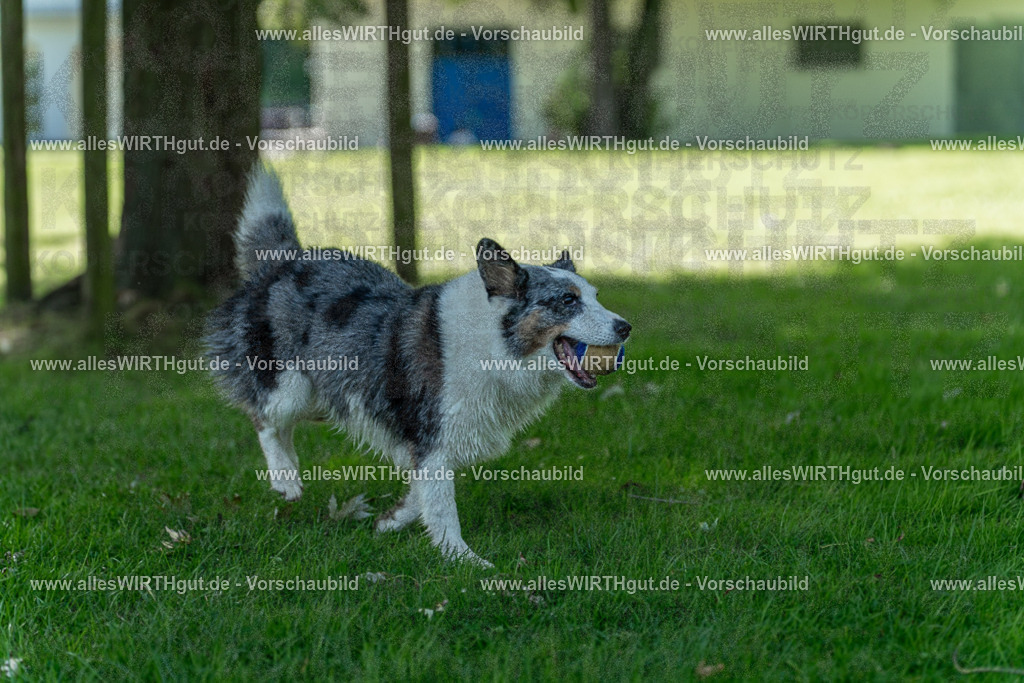 Hundeschwimmen_Volksbad_2026-allesWIRTHgut_Tierfotografie-2609061320-7R500635 | Professionelle Tierfotografie in Mönchengladbach von Daniel Wirth (allesWIRTHgut). Liebevolle & natürliche Bilder von Hunden & Katzen für unvergessliche Erinnerungen.