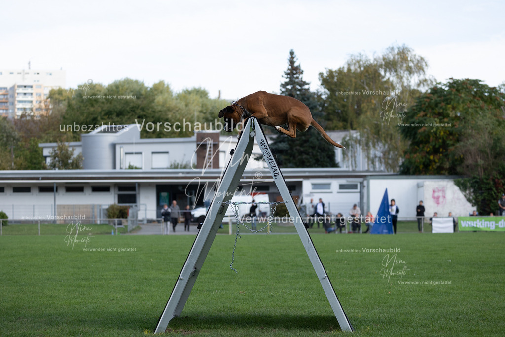 _16A5624 | Einzigartige Fotos von Hunden & Menschen –Actionfotos, Portraits, Vereinsaufnahmen & Paarshootings – authentisch, lebendig & mit Herz.