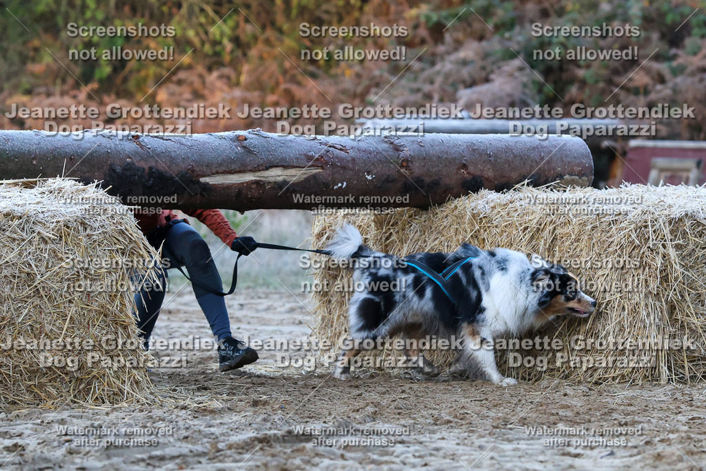 Dog Paparazzi - Strongdog 10-25-262 | Dog Paparazzi Jeanette Grottendiek Fotografie & Videografie - Realisiert mit Pictrs.com