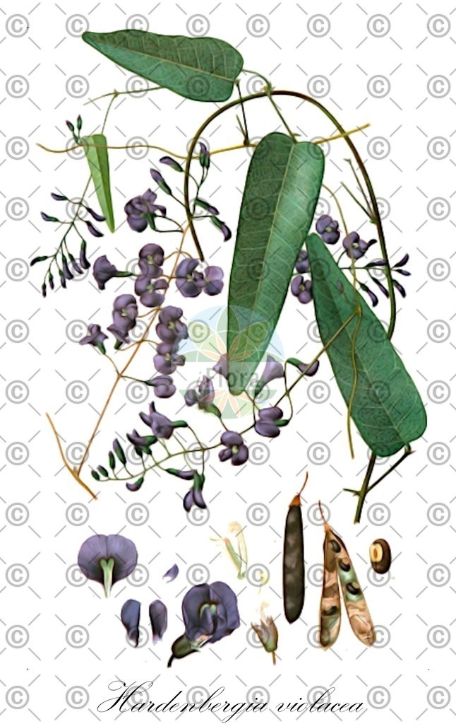 HistAbb_wfo-0001232551_1_ENZY_Simple | Historische Abbildung von Hardenbergia violacea - Fabaceae | Historical Illustration of Hardenbergia violacea - Fabaceae