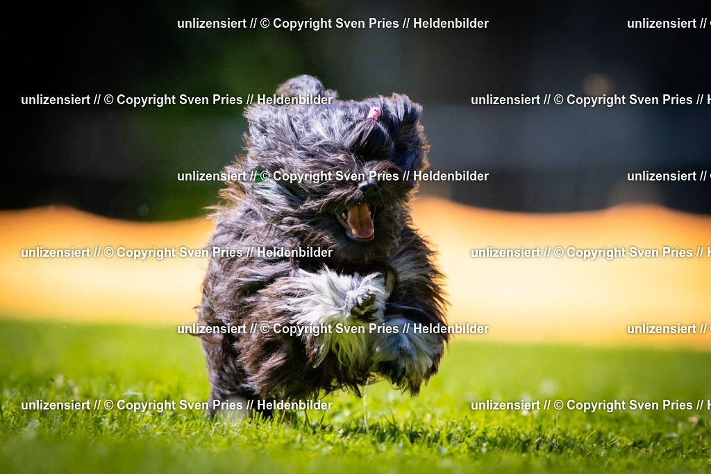 Sven Pries | 2025-08-10 - Hunderennen Durlach - Realisiert mit Pictrs.com